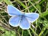 Polyommatus bellargus